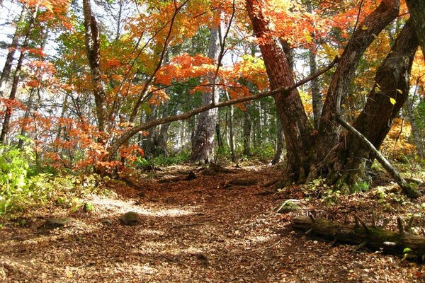 Herbstwald. Bäume im Herbst. Laub auf dem Weg