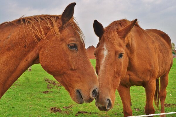 Mamíferos caballos pasto Mare