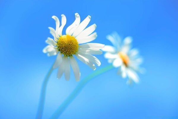 Flower on a blue background