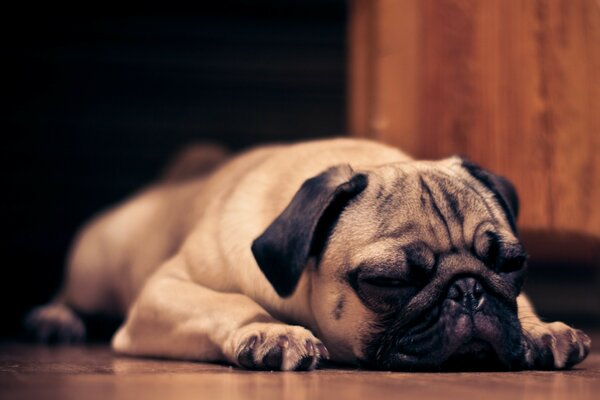 Sleeping cute pug. Monochrome