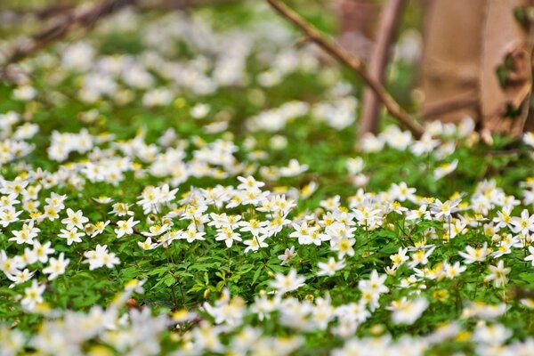 Petites fleurs blanches tapis