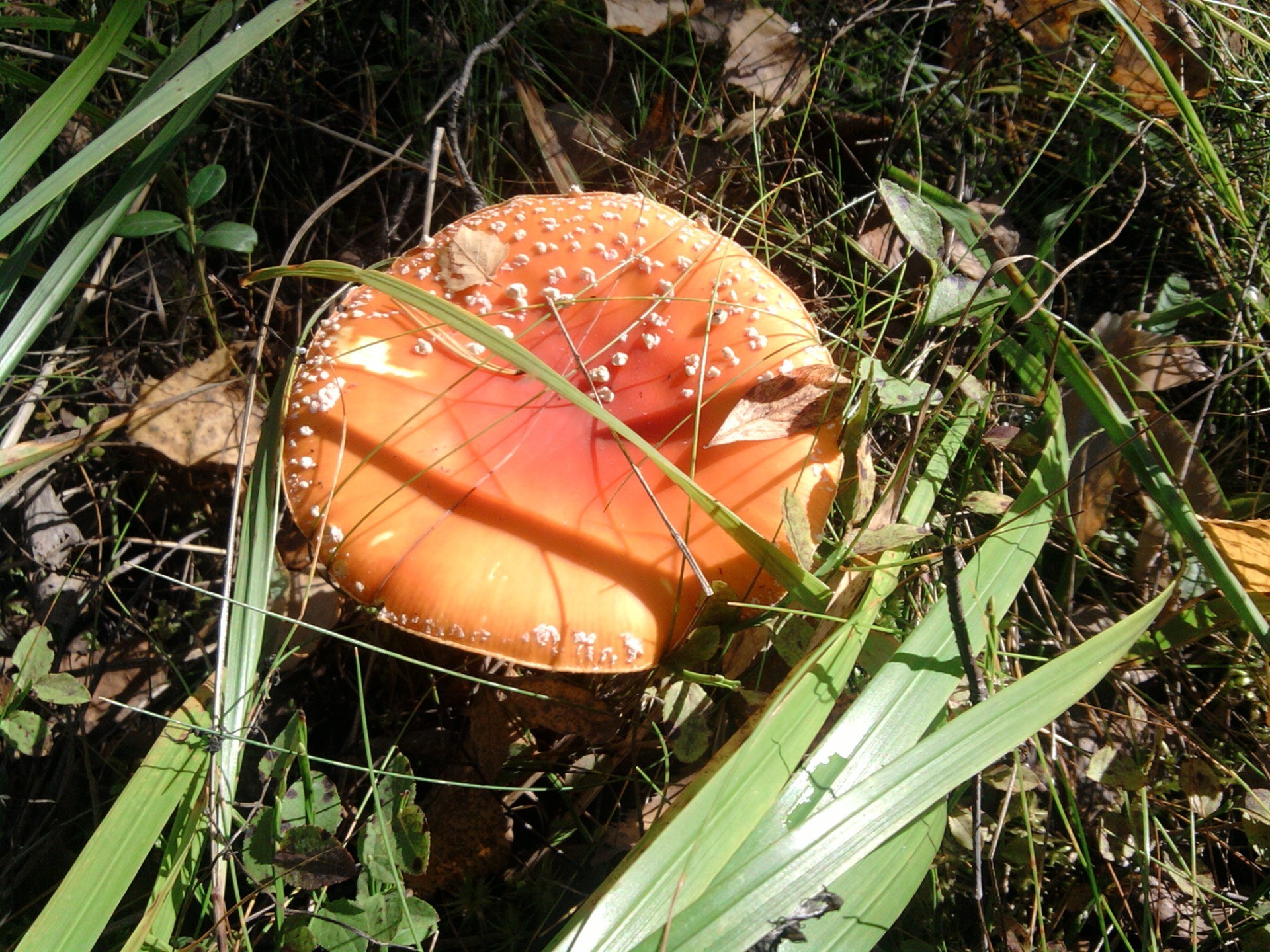 pilze natur essen im freien gras blatt pilz herbst holz pilz flora saison sommer