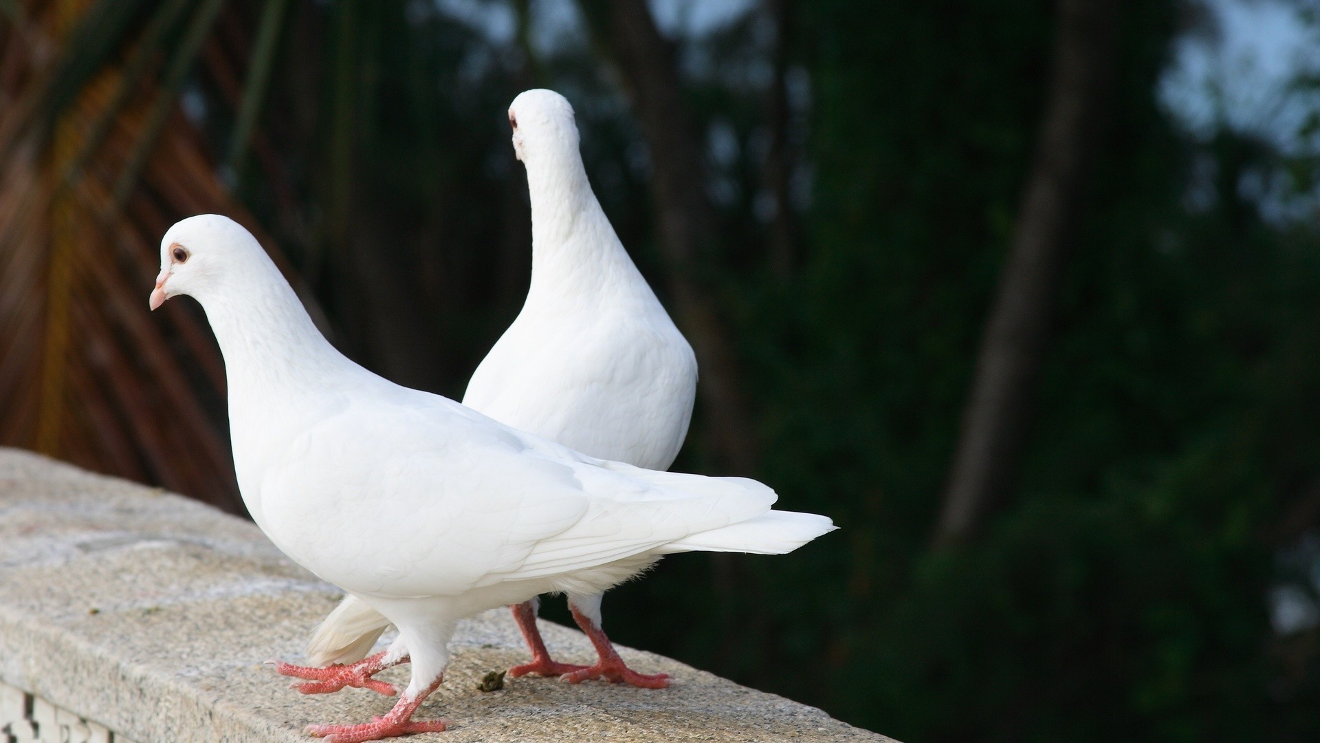 animaux oiseau pigeon nature à l extérieur oiseaux faune animal aile plume bec canard