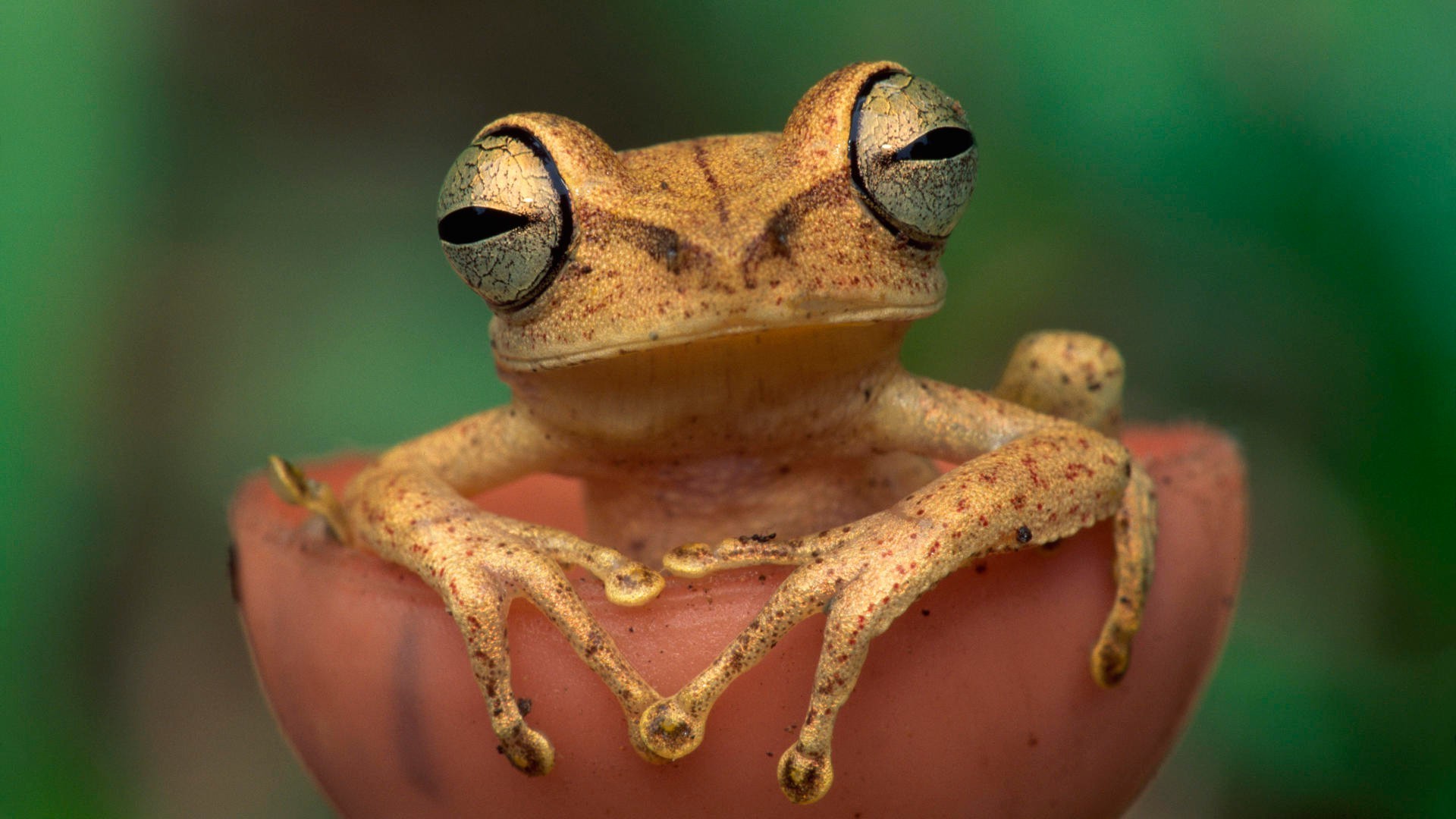 reptiles and frogs wildlife nature wood frog one