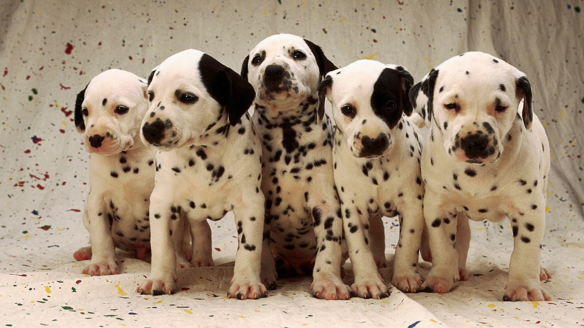 cani cane canino carino animale domestico ritratto mammifero cucciolo animale dalmata divertente razza adorabile domestico piccolo giovane purosangue anteprima studio