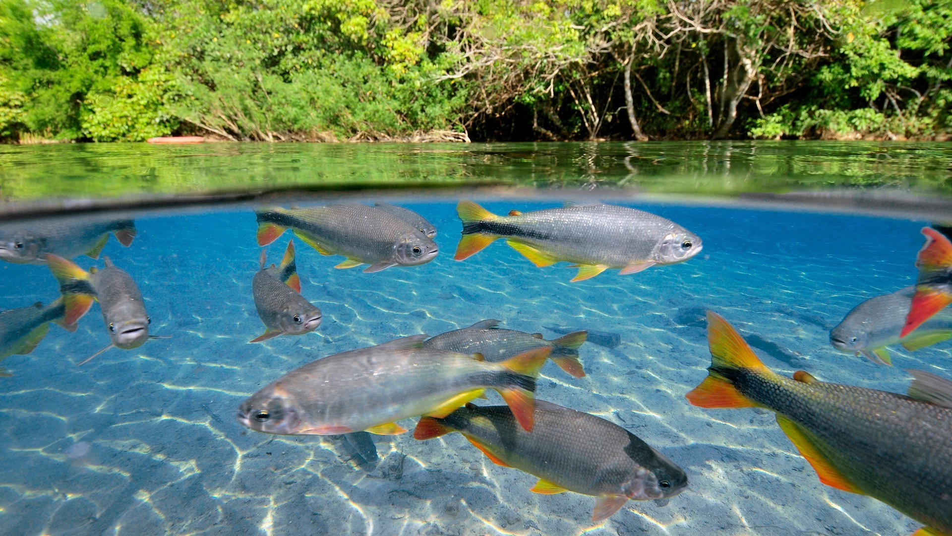 animaux poissons eau nature natation sous-marin tropical rivière océan mer loisirs voyage