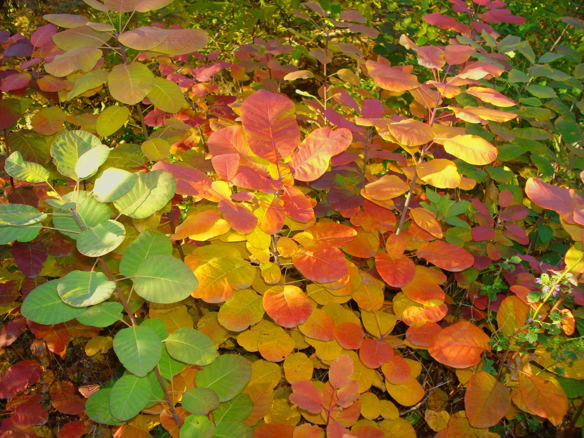 leaves leaf nature flora fall color bright tree season desktop garden branch outdoors park summer growth beautiful