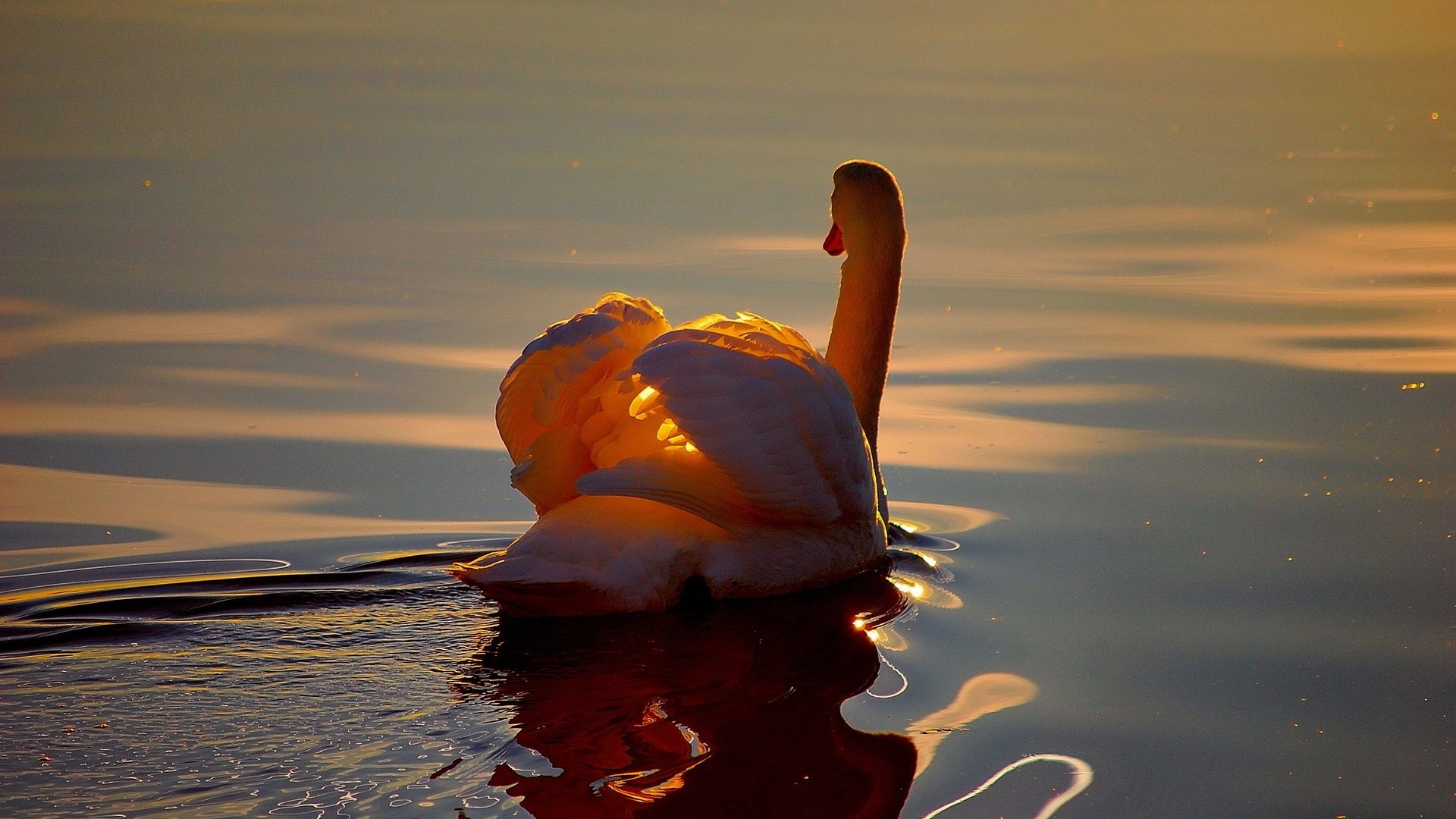 animales agua puesta de sol reflexión playa océano lago mar amanecer sol naturaleza noche cielo mar paisaje río mundo pájaro viajes luz