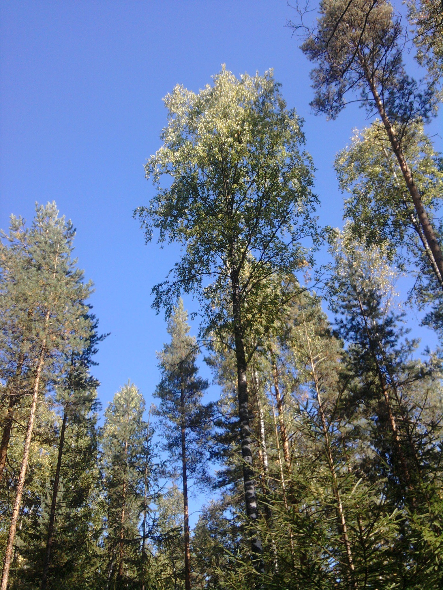 paisaje naturaleza árbol madera al aire libre pino paisaje buen tiempo alto verano cielo brillante hoja salvaje parque medio ambiente coníferas rama temporada flora