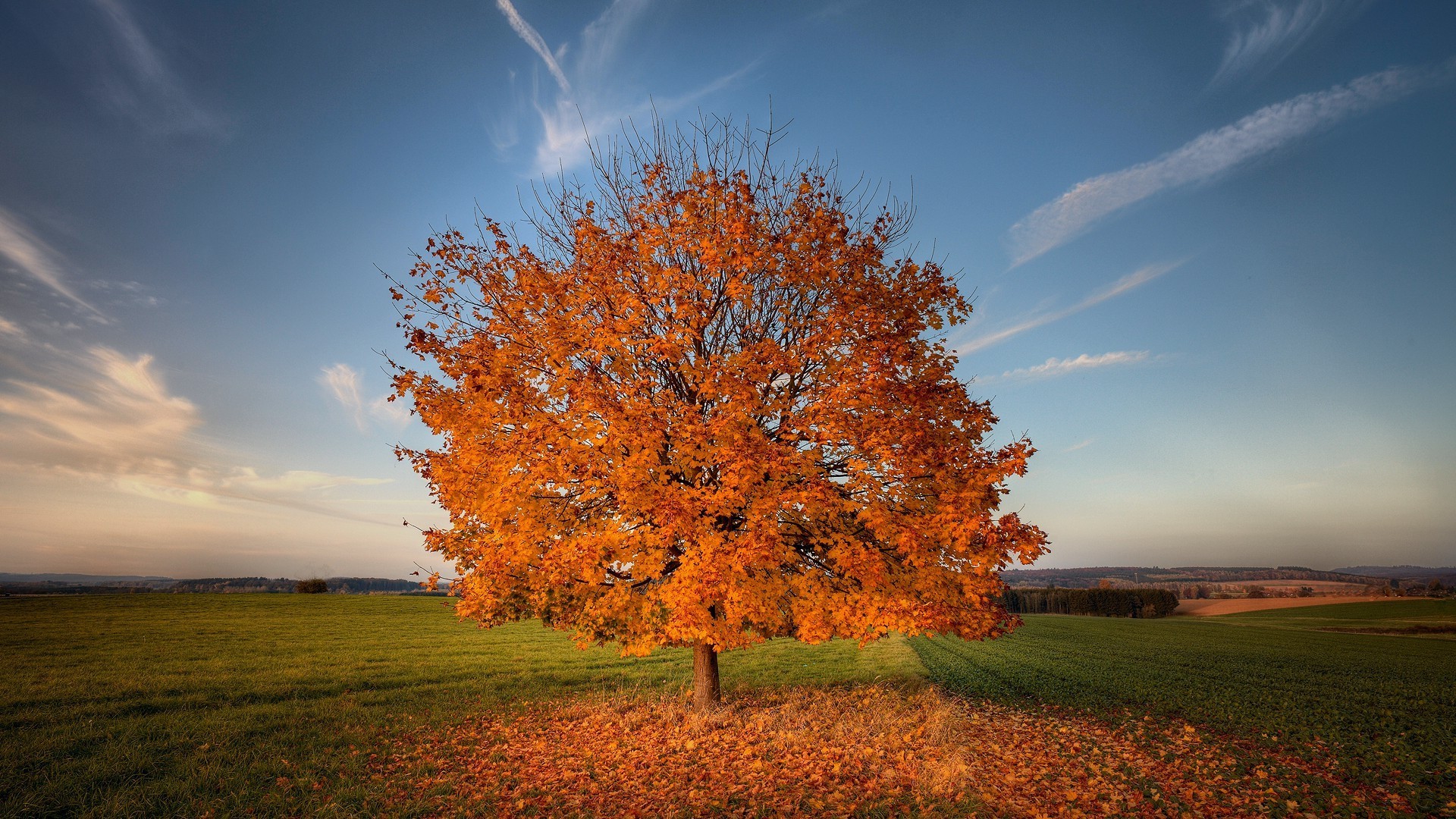 alberi autunno paesaggio albero campagna rurale natura foglia all aperto sole alba bel tempo cielo luminoso erba stagione scenic legno idillio