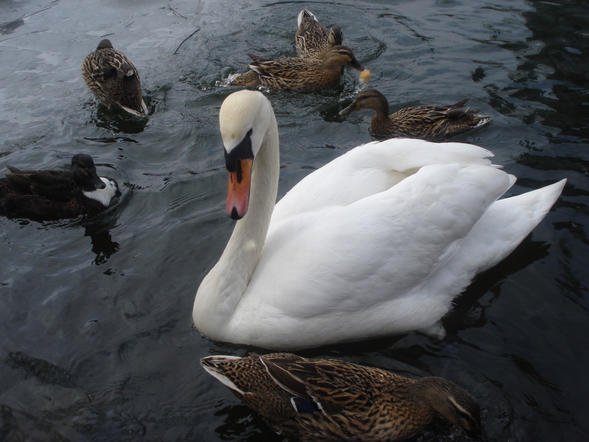 animaux canard cygne oiseau oie sauvagine oiseaux lac eau colvert piscine natation faune rivière nature réflexion drake à l extérieur deux