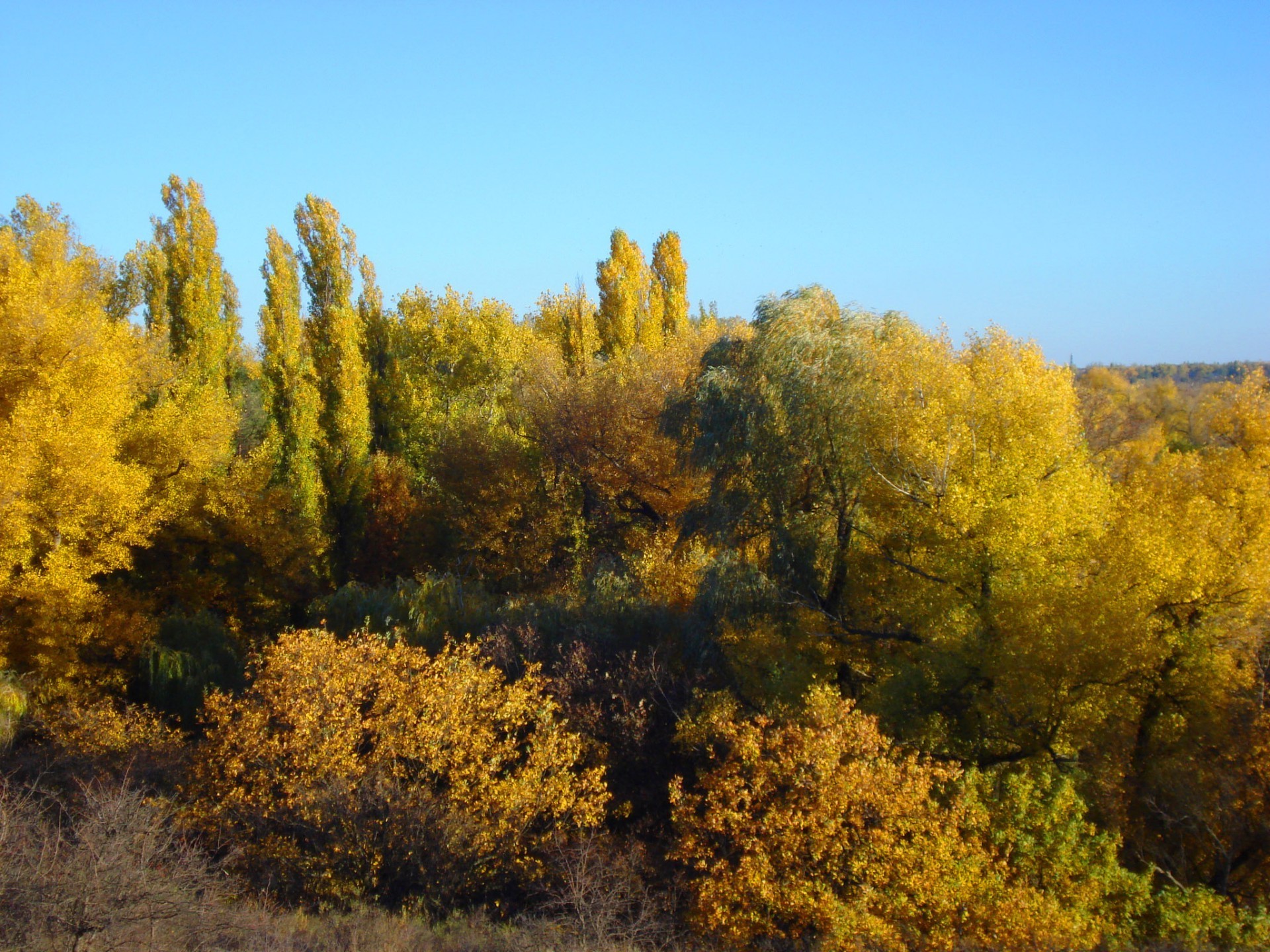 jesień jesień drzewo krajobraz liść drewna natura na zewnątrz sceniczny złoty sezon park światło dzienne środowisko jasne niebo