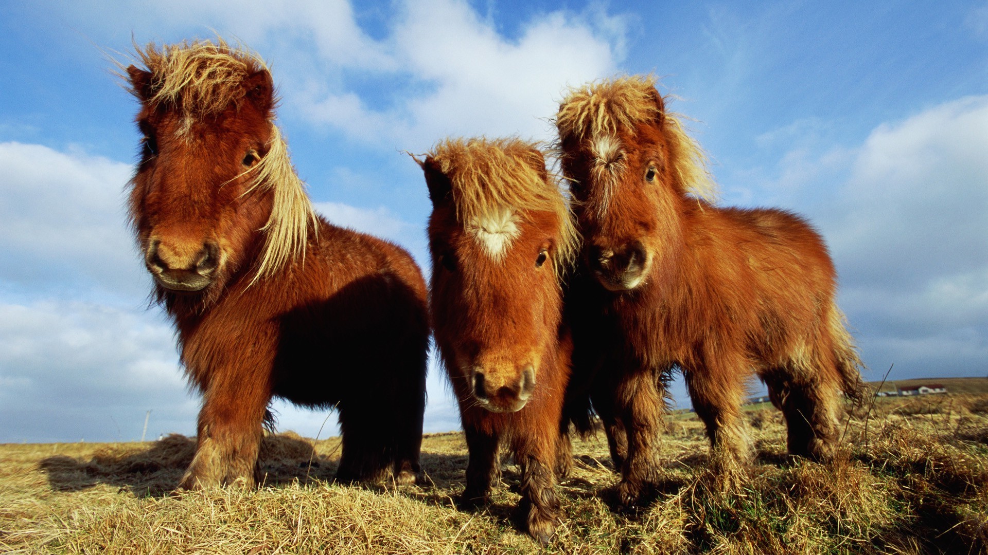 animals mammal livestock farm animal cattle grass agriculture outdoors wildlife two fur domestic pasture one nature