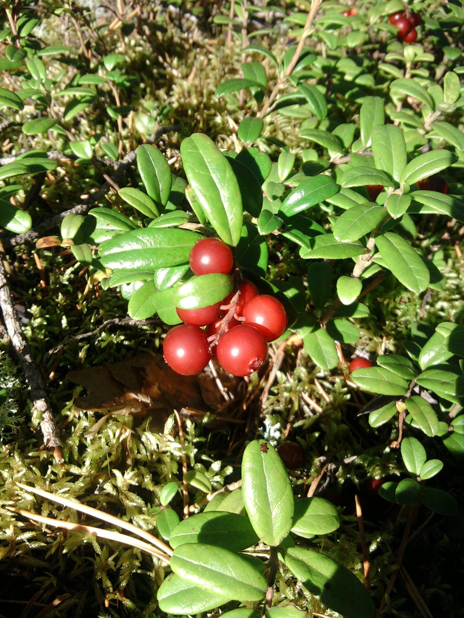 bayas árbol hoja naturaleza fruta rama flora agricultura jardín comida al aire libre color crecimiento evergreen