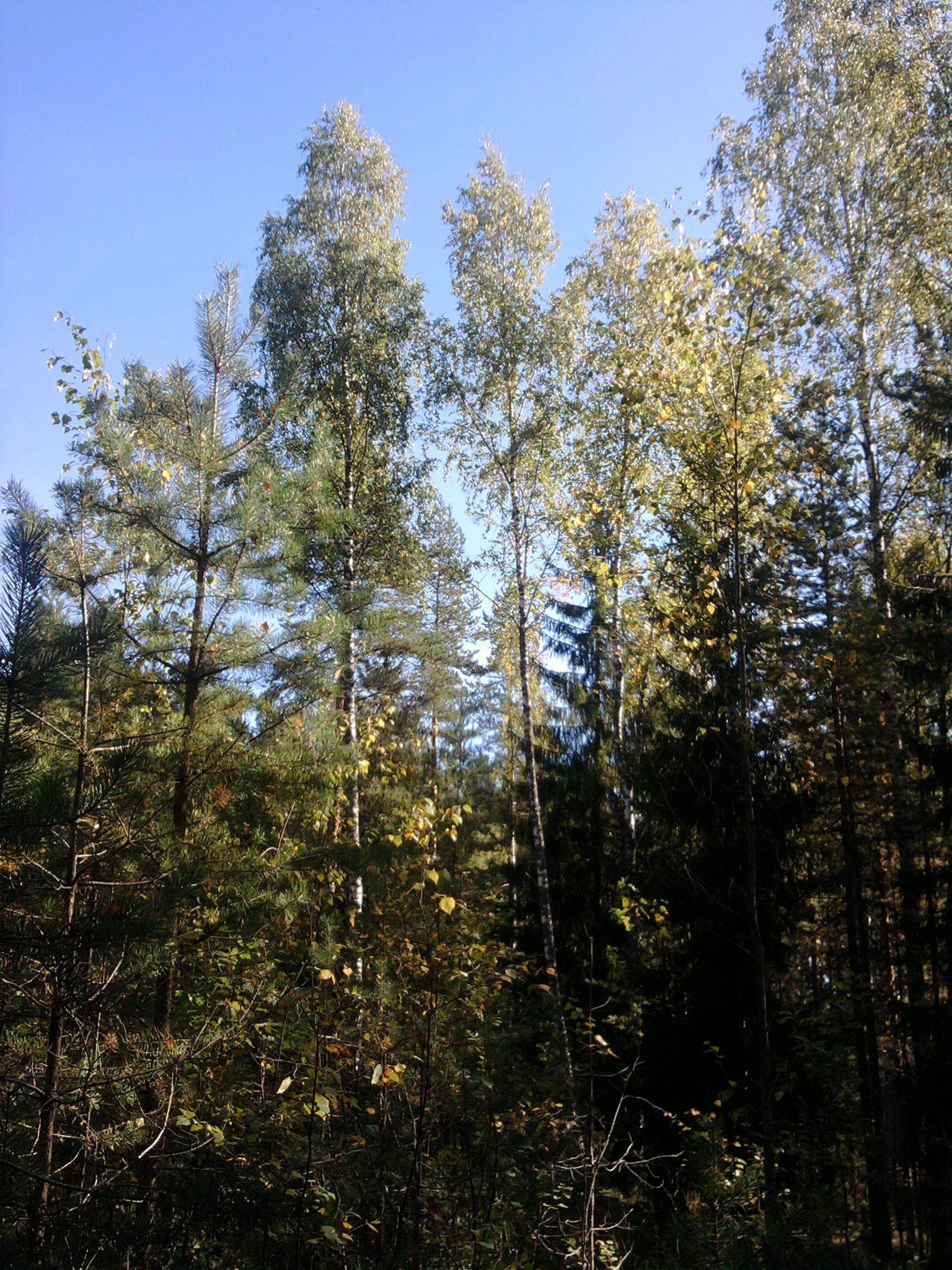 trees tree wood nature landscape outdoors leaf fair weather sun environment growth summer park fall flora pine