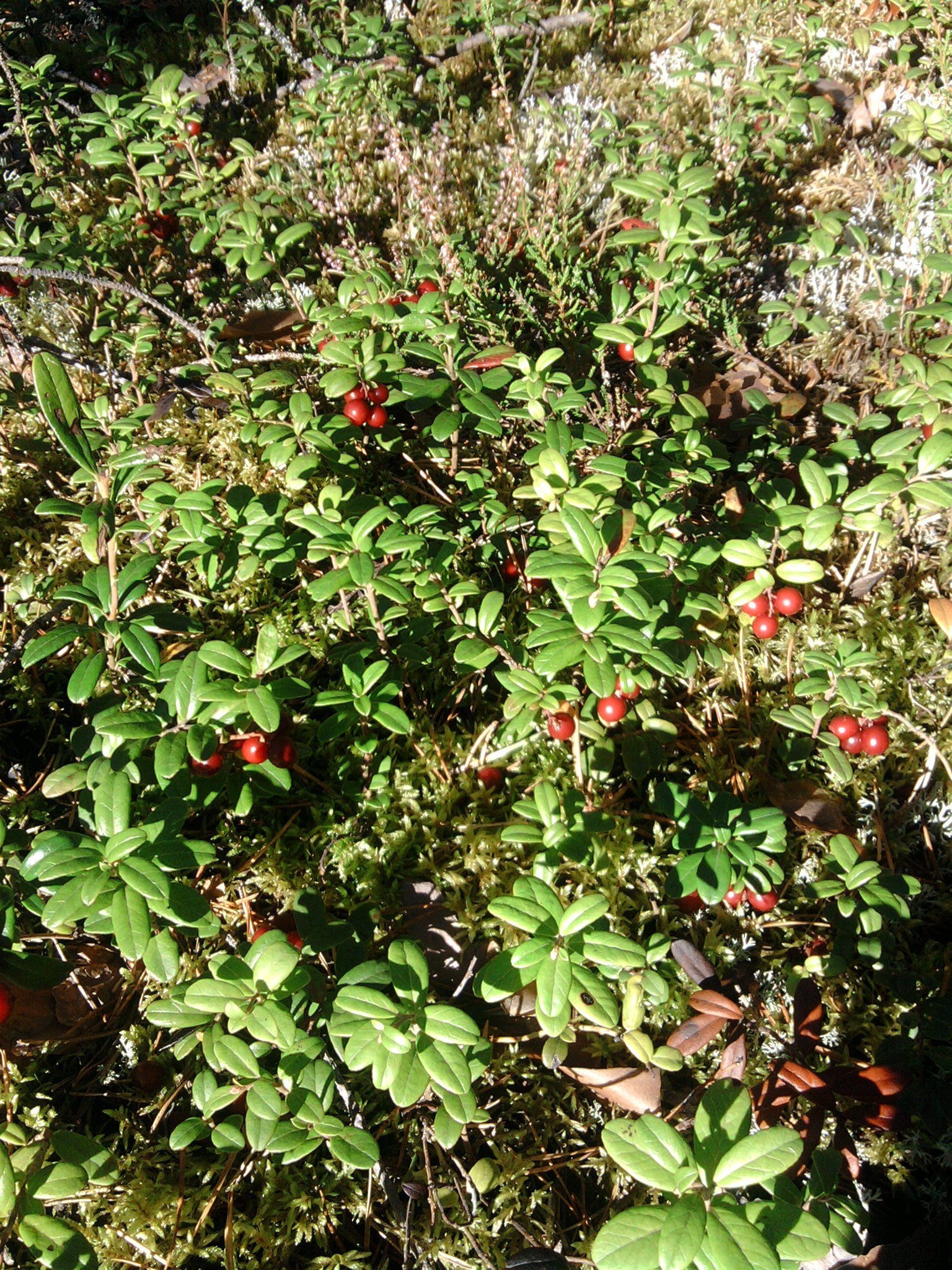 raccolto foglia natura flora albero fiore giardino arbusto frutta crescita ramo all aperto stagione estate agricoltura cibo legno fattoria selvaggio colore