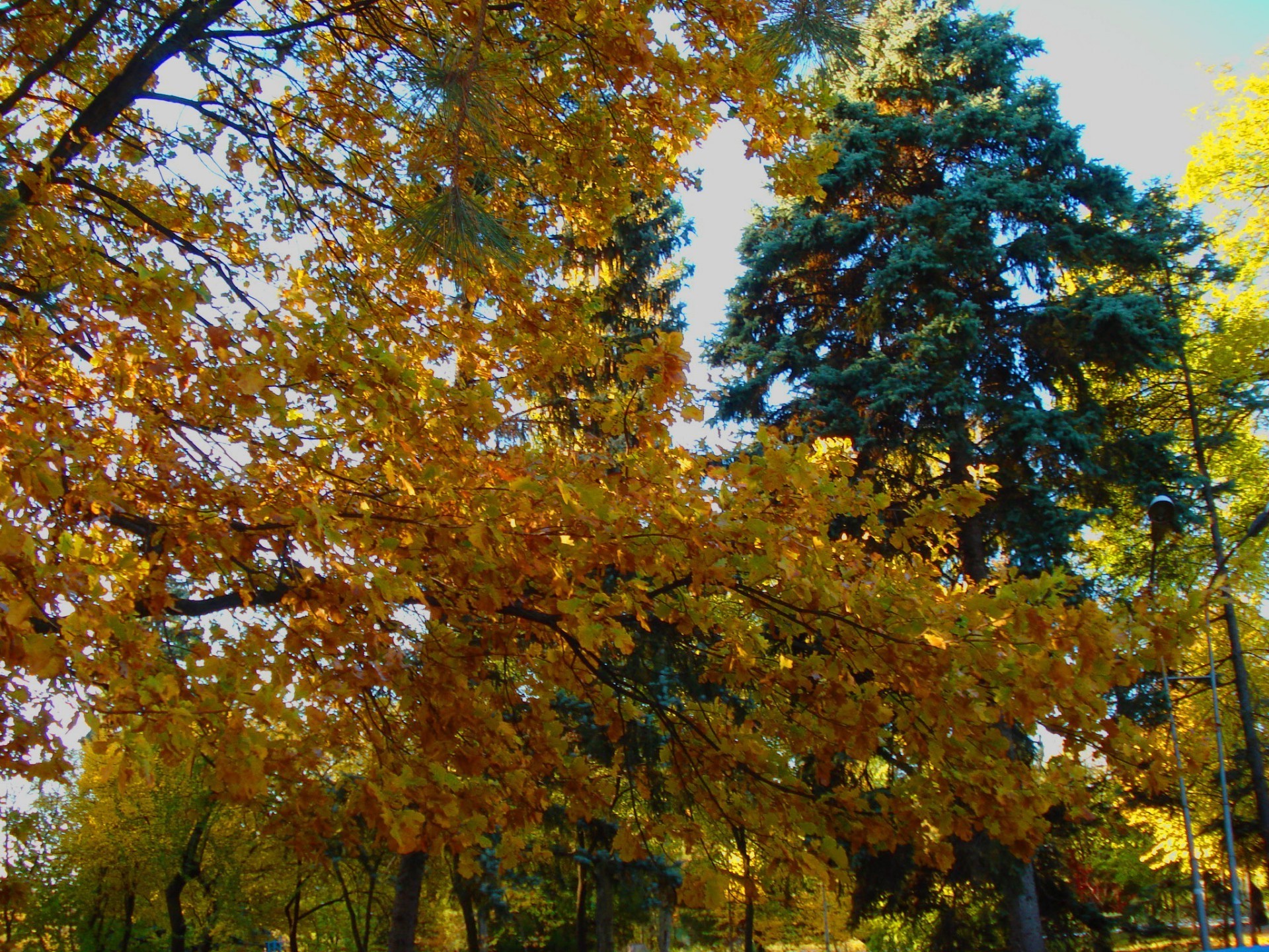 otoño otoño hoja árbol temporada madera arce parque naturaleza paisaje brillante buen tiempo oro rama escena sol medio ambiente paisaje al aire libre escénico