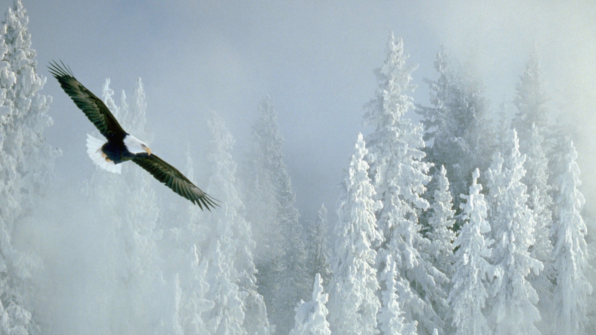 winter snow frost cold nature outdoors ice frozen frosty weather sky