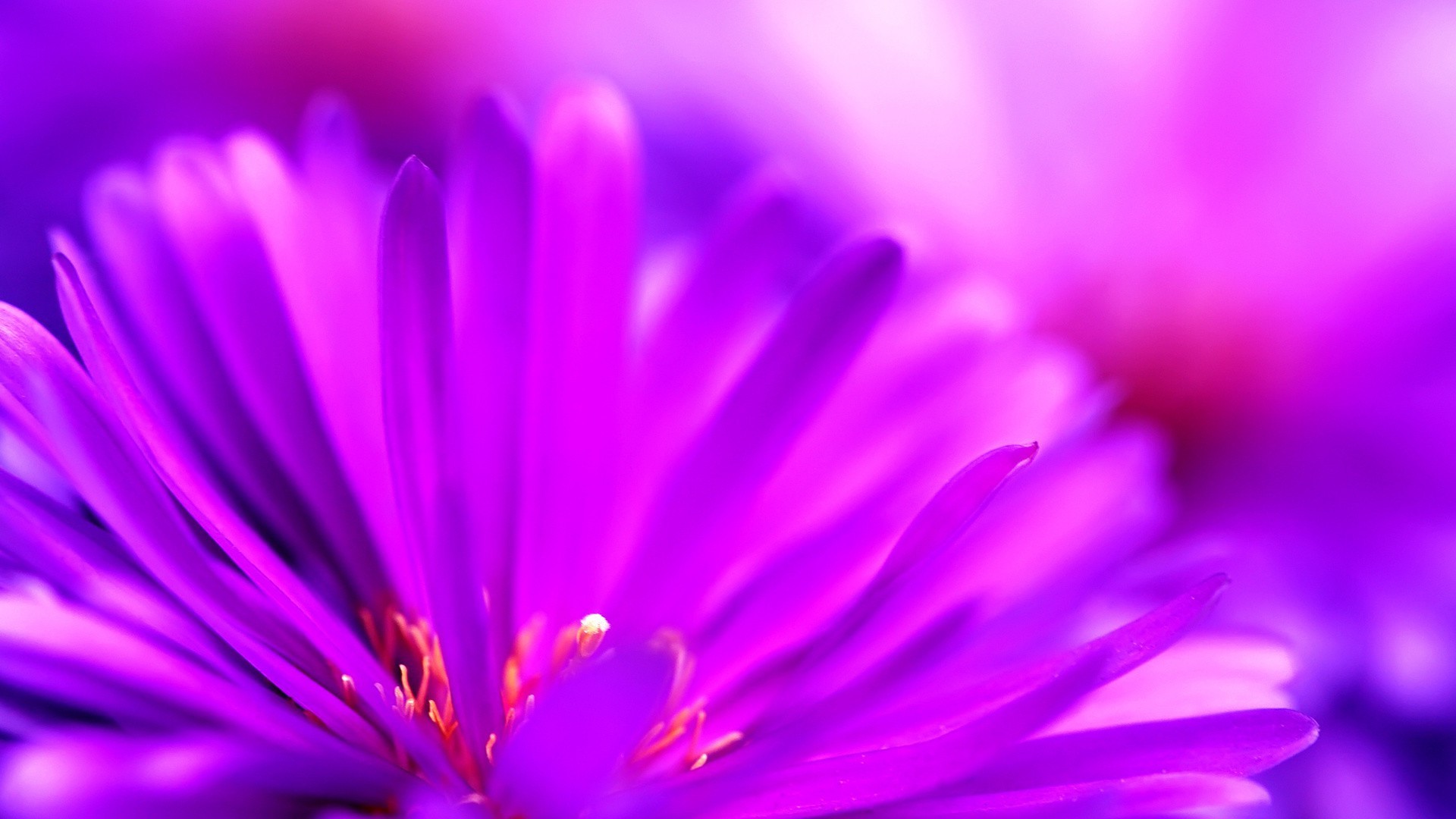 closeup flower nature blur bright summer flora color garden petal leaf