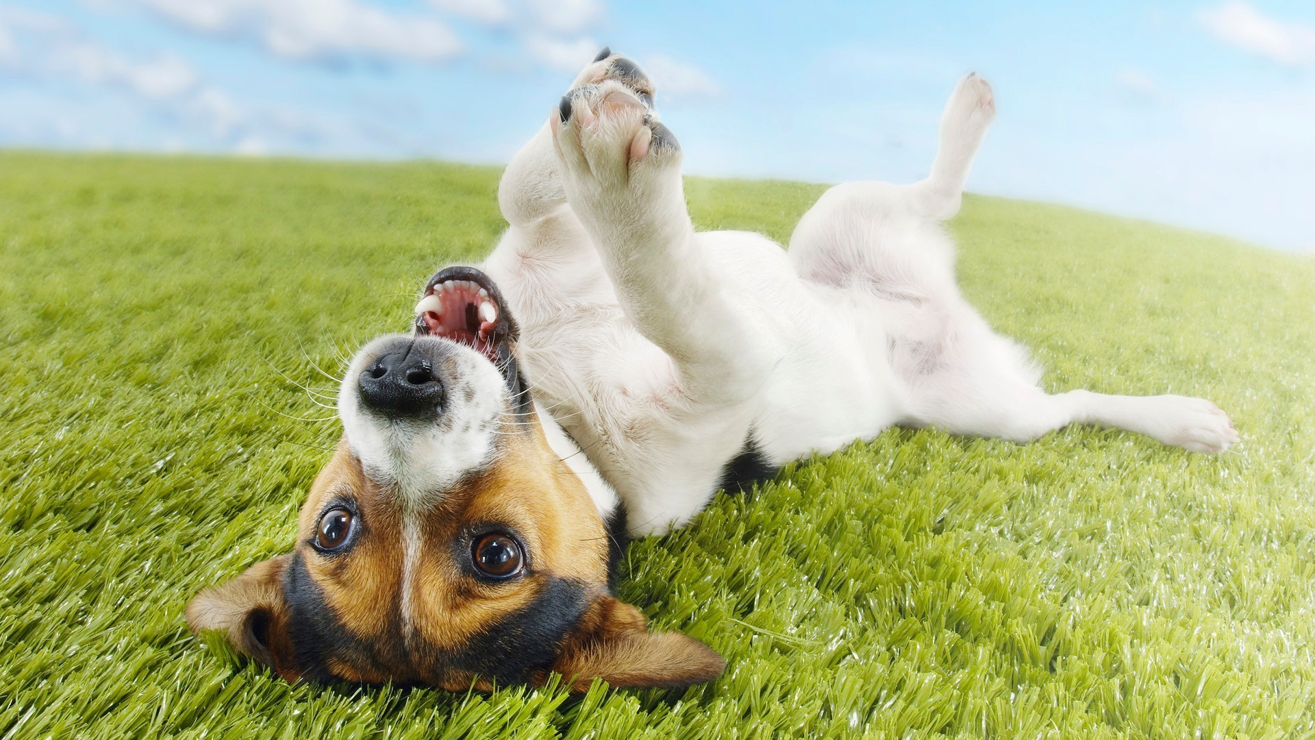 cães grama cão campo mamífero fofa feno animal animal de estimação natureza verão jovem filhote de cachorro ao ar livre canino