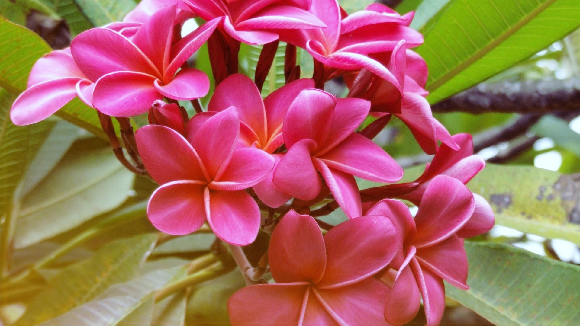 kwiaty tropikalny kwiat natura flora egzotyczne frangipani liść lato kwiatowy plumeria płatek bluming ogród piękny aloha