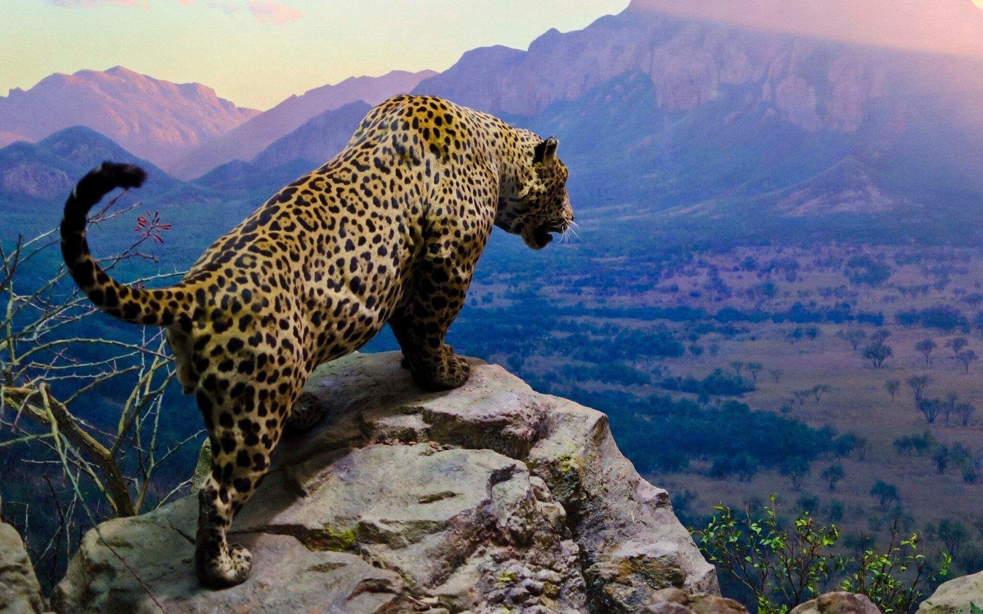 leopards travel nature sky outdoors landscape wildlife rock