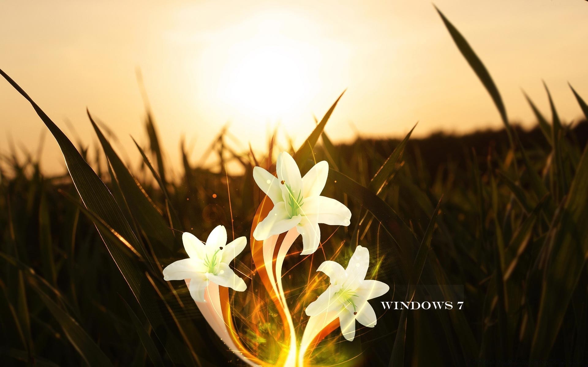 windows natur gras im freien blume flora sommer blatt gutes wetter kaktus ostern wachstum