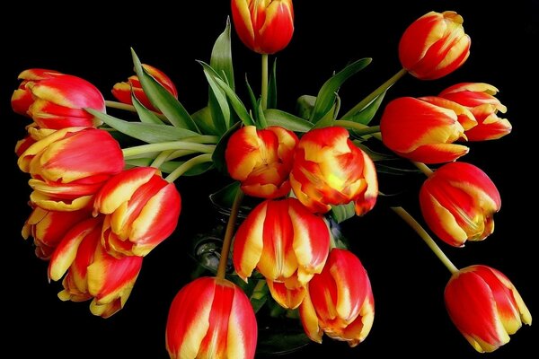 How beautiful are the tulip flowers in the garden