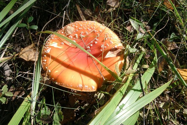 Fly agaric in the wild forest in the rays of light