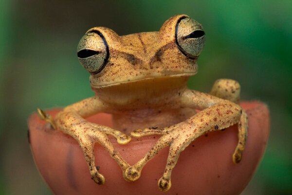 A frog is sitting in a small mushroom