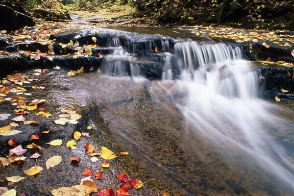 Blätter auf dem Wasser. Herbst. Ein Fluss mit Stromschnellen. Wasser