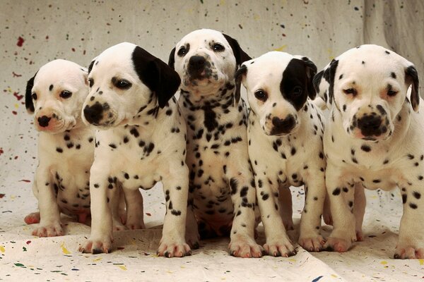 Dalmatian puppies on a spotted background