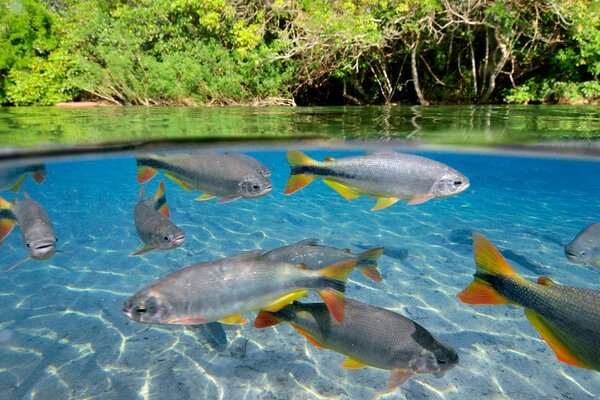 Ein Fisch in kristallklarem Wasser