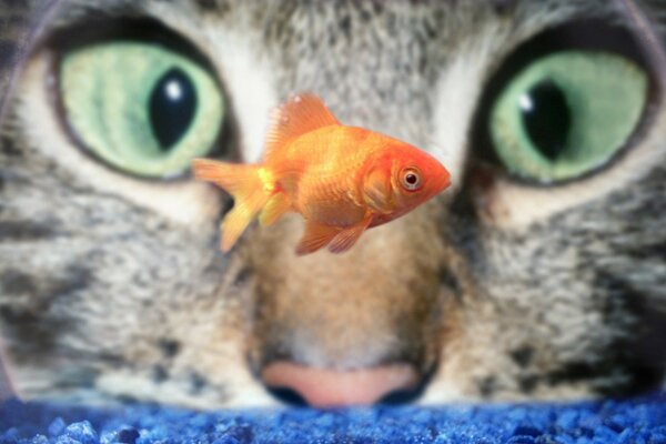 Cute photo of a cat looking at a goldfish