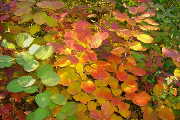 Leaves of different seasons