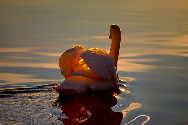 A white swan swims in the sunset rays