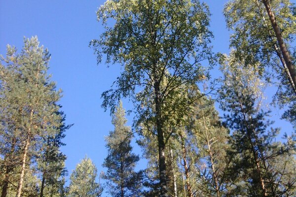 Pine forest, blue sky