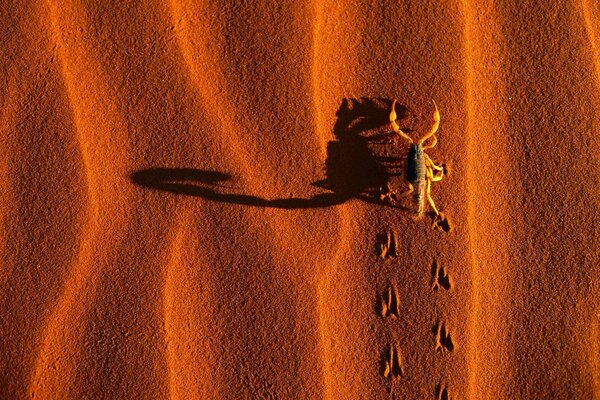 Orange sand of the hot desert