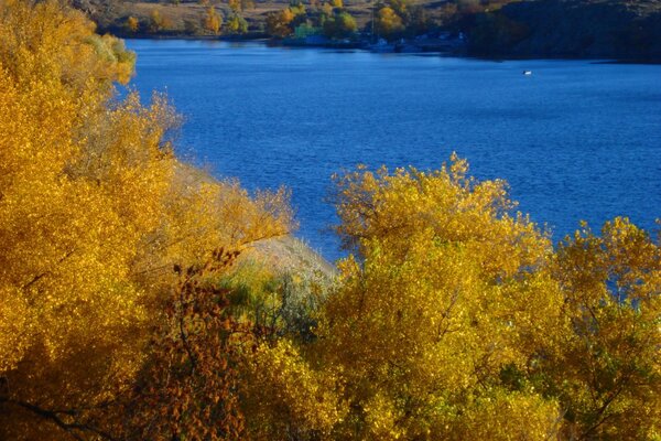 Yellow trees on the river bank