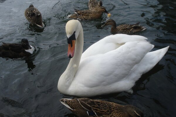 Ein weißer Schwan. Enten am Teich