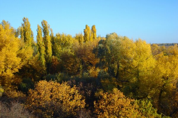 Autumn forest in a mountainous area