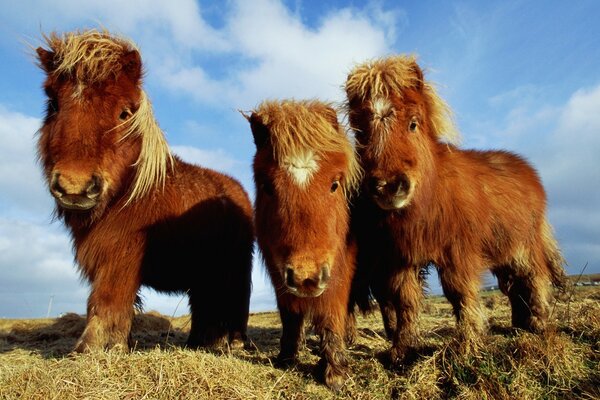 Schöne Tiere vor dem Hintergrund des blauen Himmels