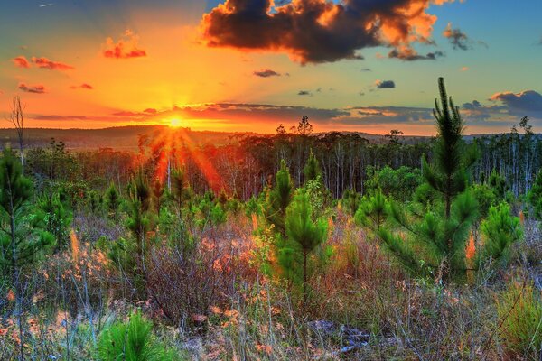 Lever du soleil et champ avec des arbres de Noël