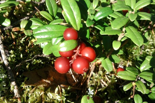 Berries in the forest. Lingonberries are ripe