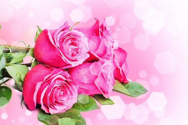 Bouquet of three roses on a pink background