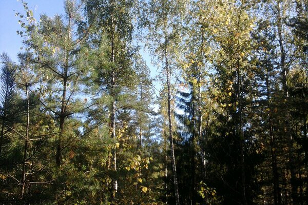 Alberi nella foresta verde