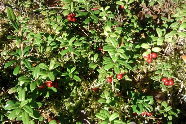 Die Natur gibt die Ernte. Die Schönheit der Preiselbeeren