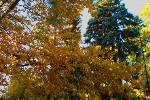 Colori autunnali. Foresta autunnale. Fogliame luminoso. Alberi in autunno