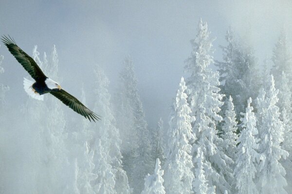 Aigle sévère vole au-dessus de la forêt