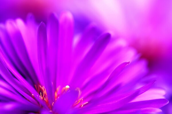 Яркий размытый цветок фиолетового цвета